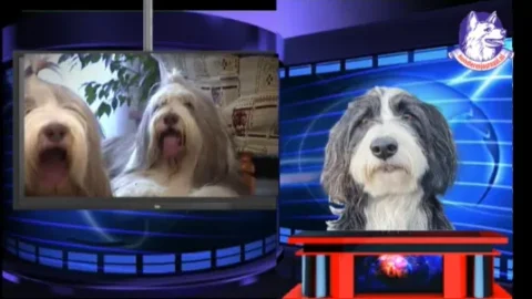 Beardercollie Huisdieren Journaal 10 augustus 2025: Bearded Collie.